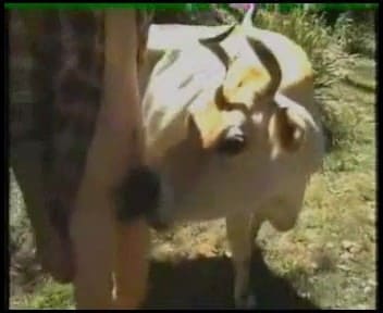 Корова сосет член мужика Порнозоо секс Мужик трахает корову