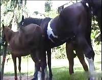 Две лошади трахают телку зоофилку