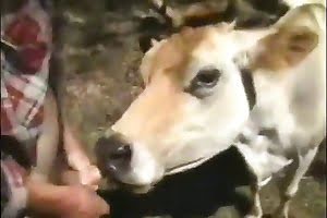 Зоофил занимается домашним сексом с коровой
